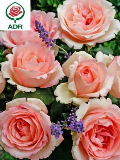 SOUVENIR DE BADEN - BADEN róża wielkokwiatowa