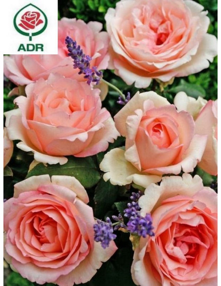 SOUVENIR DE BADEN - BADEN róża wielkokwiatowa