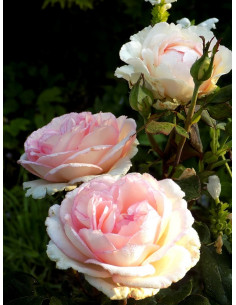 SOUVENIR DE BADEN - BADEN róża wielkokwiatowa 2