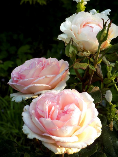 róża wielkokwiatowa SOUVENIR DE BADEN - BADEN