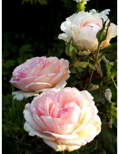 róża wielkokwiatowa SOUVENIR DE BADEN - BADEN