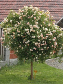 Ghislaine de Feligonde pienne roze łososiowe