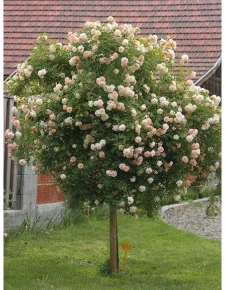 Ghislaine de Feligonde pienne roze łososiowe