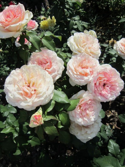 wielkokwiatowa róża SOUVENIR DE BADEN - BADEN