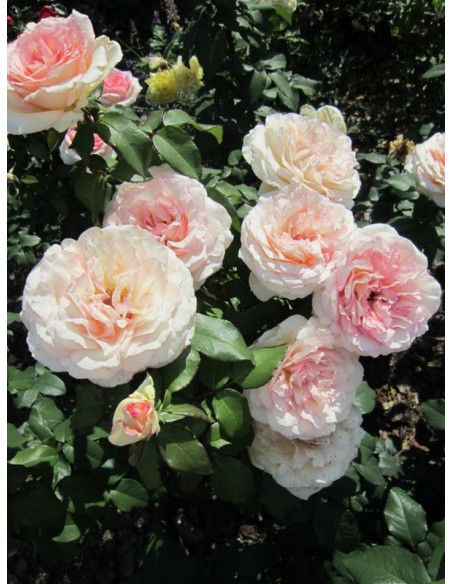 wielkokwiatowa róża SOUVENIR DE BADEN - BADEN