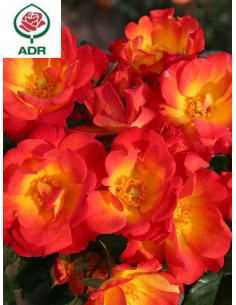 SUMMER OF LOVE róża rabatowa