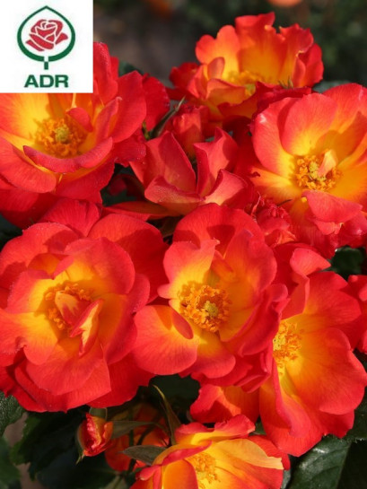 SUMMER OF LOVE róża rabatowa