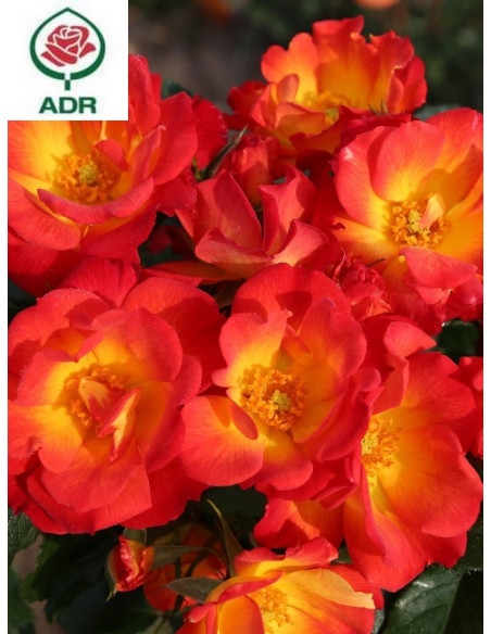 SUMMER OF LOVE róża rabatowa