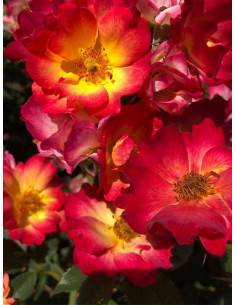 SUMMER OF LOVE róża rabatowa 2