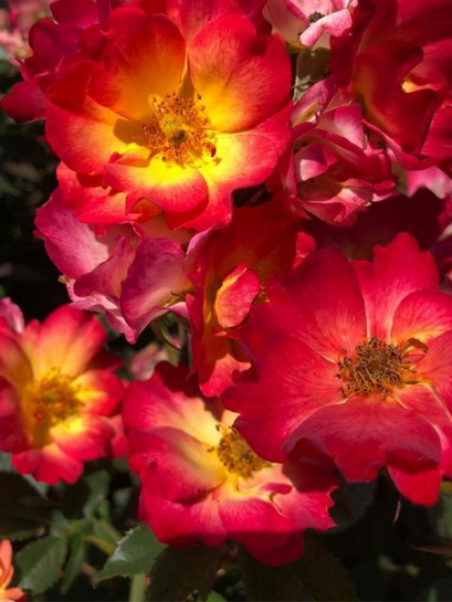 SUMMER OF LOVE rabatowa róża