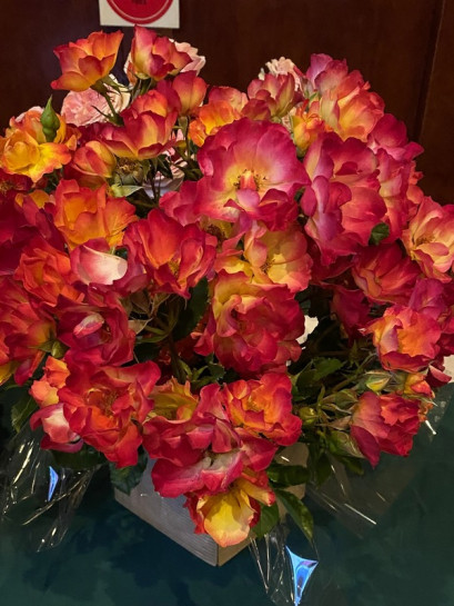 róża rabatowa SUMMER OF LOVE