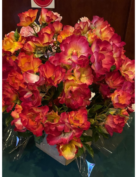 róża rabatowa SUMMER OF LOVE