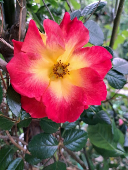 rabatowa róża SUMMER OF LOVE