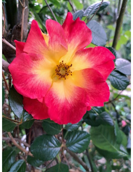 rabatowa róża SUMMER OF LOVE