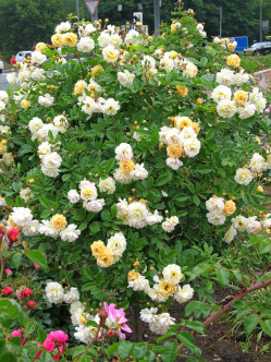 Ghislaine de Feligonde pienne roze łososiowe 2