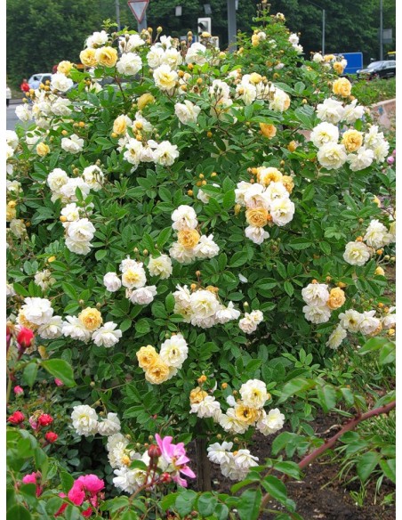 pienne róże łososiowe Ghislaine de Feligonde