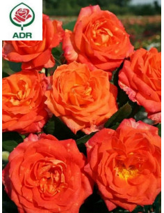 FEURIO róża wielkokwiatowa