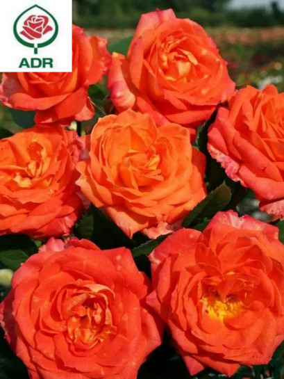 FEURIO róża wielkokwiatowa