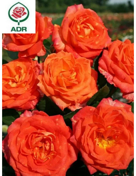 FEURIO róża wielkokwiatowa