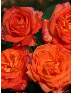 FEURIO róża wielkokwiatowa 2