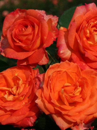 FEURIO wielkokwiatowa róża