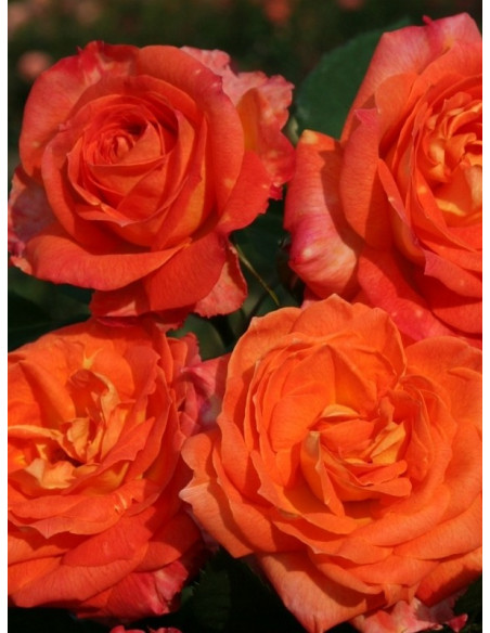 FEURIO wielkokwiatowa róża