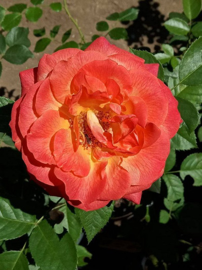 róża wielkokwiatowa FEURIO