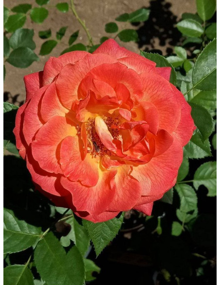 róża wielkokwiatowa FEURIO