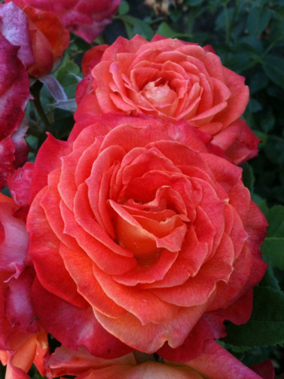 wielkokwiatowa róża FEURIO