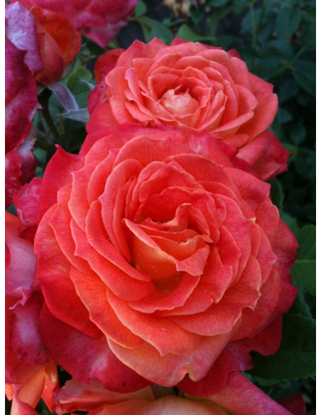 wielkokwiatowa róża FEURIO