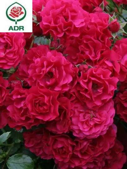 GARTNERFREUDE róża okrywowa