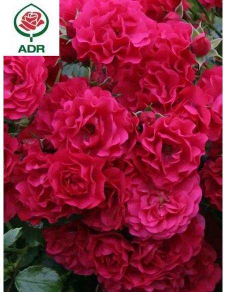 GARTNERFREUDE róża okrywowa