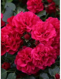 GARTNERFREUDE róża okrywowa 2