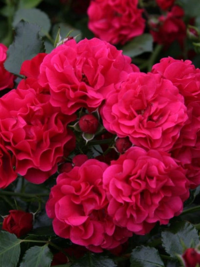 róża okrywowa GARTNERFREUDE