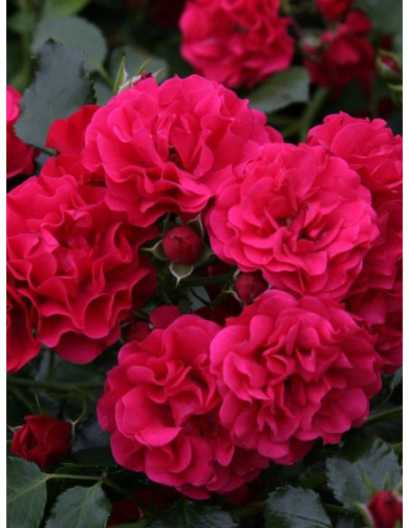 róża okrywowa GARTNERFREUDE