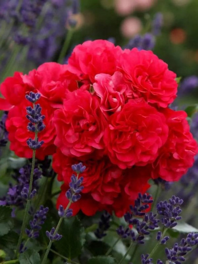 okrywowa róża GARTNERFREUDE