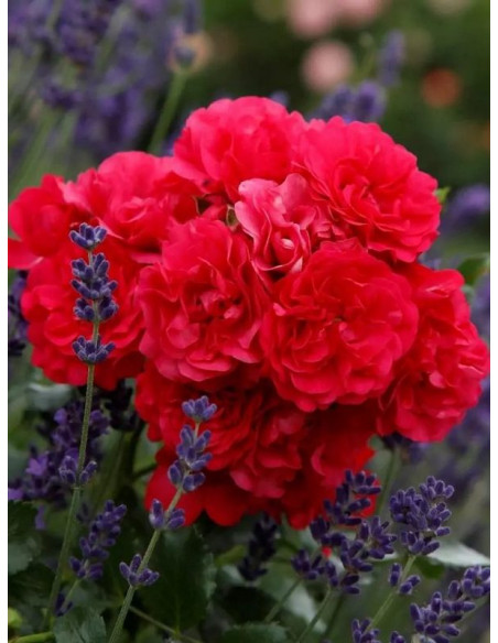 okrywowa róża GARTNERFREUDE