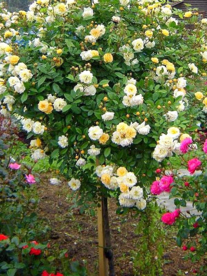 Ghislaine de Feligonde róże pienne łososiowe