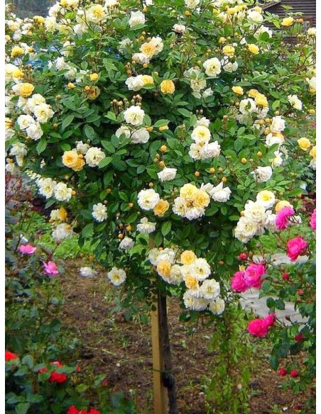 Ghislaine de Feligonde róże pienne łososiowe