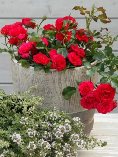 GARTNERFREUDE okrywowa róża