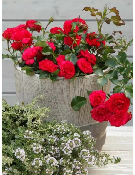 GARTNERFREUDE okrywowa róża