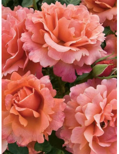 EASY DOES IT róża rabatowa