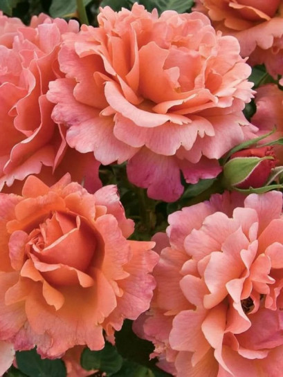 EASY DOES IT róża rabatowa