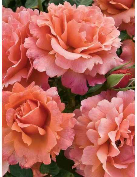 EASY DOES IT róża rabatowa