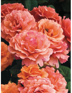 EASY DOES IT róża rabatowa 2