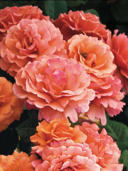 róża rabatowa EASY DOES IT