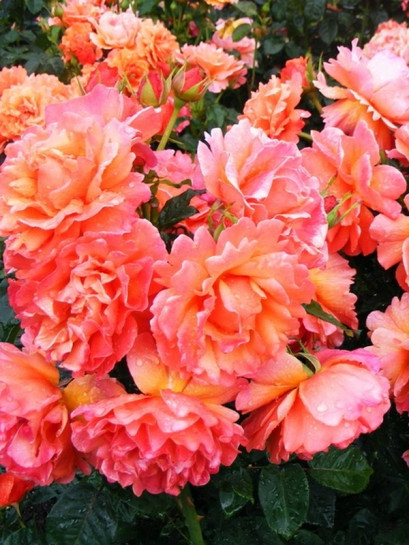 EASY DOES IT rabatowa róża