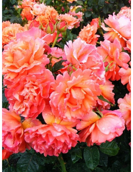 EASY DOES IT rabatowa róża