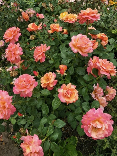 rabatowa róża EASY DOES IT