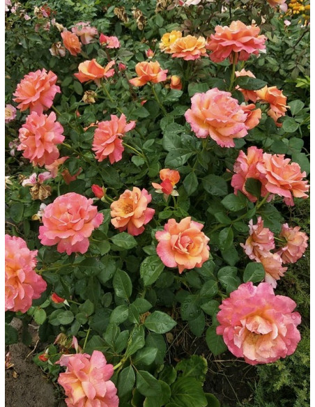 rabatowa róża EASY DOES IT